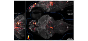 Mózg dania pręgowanego