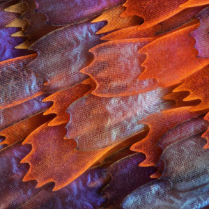 Dziesiąta nagroda: łuski skrzydeł motyla z rodzaju panacea prola. Technika: światło rozproszone odbite, 200x. Autor: Charles Krebs, Issaquah, Waszyngton, USA.