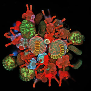 Trzecia nagroda: grupa zarodni wypełnionych zarodnikami paproci Polypodium virginianum, powszechnie występującej na wschodnim wybrzeżu Stanów Zjednoczonych. Można również zaobserwować charakterystyczne ochronne włoski, zwane wstawkami (paraphysae). Technika: obrazowanie konfokalne. Autor: Igor Siwanowicz, HHMI Janelia Farm Research Campus, Ashburn, Virginia, U.S.A.