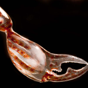 Czwarta nagroda: szczypce małego skorupiaka z gatunku phronima. Widoczne są również mięśnie i komórki pigmentowe (melanocyty). Technika: oświetlenie w ciemnym polu. Autorzy: Christian Sardet i Sharif Mirshak, The Plankton Chronicles Project, Villefranche-sur-Mer, Francja i Montreal, Quebec, Canada.