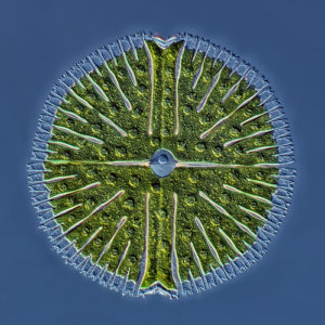 Piąta nagroda: jeziorny jednokomórkowy glon z gromady zielenic z gatunku micrasterias. Technika: nałożone na siebie 22 obrazy uchwycone mikroskopem interferencyjnym z kontrastem interferencyjno-różniczkowym (Nomarski interference contrast). Autor: Rogelio Moreno Gill, Panama City, Panama.