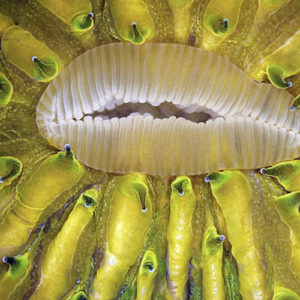 Szósta nagroda: narząd gębowy koralowca z gatunku fungia podczas fazy rozszerzania. Kolor zielony jest wynikiem zjawiska autofluorescencji. Technika: oświetlenie wolframem. Autor: James Nicholson, NOAA/NOS/NCCOS Center for Coastal Environmental Health & Biomolecular Research, Fort Johnson Marine Lab, Charleston, SC, USA.