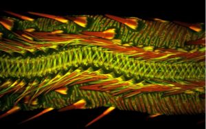 Ssawka ćmy wampirzej