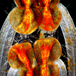 Ósma nagroda: pręcik z widocznymi główkami i nitkami jasnoty różowej (lamium amplexicaule), jednorocznej rośliny o nerkowatych liściach, uważanej za chwast. Podczas zapylenia pyłek przenoszony jest z pręcików przez wiatr lub owady na znamię słupka innego kwiatu. Technika: mikroskop kontrastowo-fazowy 100x. Autor: Edwin Lee, Carrollton, Teksas, USA.